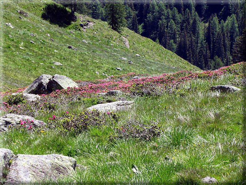 foto Malga Valsorda